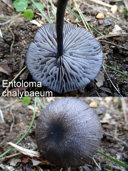 Entoloma chalybaeum-amf1987.jpg - Entoloma chalybaeum ; Syn1: Rhodophyllus chalybaeus ; Syn2: Acurtis chalybaeus ; Nom français: Entolome bleu acier
